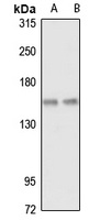 FGAM synthase Rabbit Polyclonal Antibody