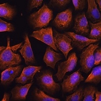 Anti-PGK2 Antibody