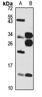 PHF5A Antibody