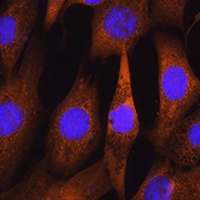 Anti-PHOSPHO2 Antibody