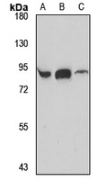 PI 4-kinase beta Rabbit Polyclonal Antibody