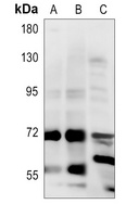 CALM Rabbit Polyclonal Antibody