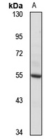 PI3K p85 gamma Rabbit Polyclonal Antibody