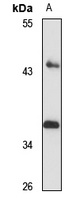Pim-3 Rabbit Polyclonal Antibody