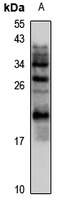 PLA2G10 Antibody