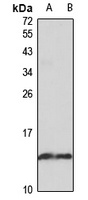 PLA2G1B Antibody