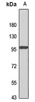 PLOD2 Antibody