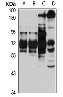 DNA Polymerase alpha 2 Rabbit Polyclonal Antibody