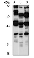 PDIP38 Antibody