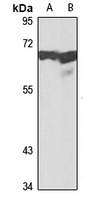 DNA Polymerase lambda Antibody