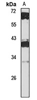 POU5F1B Antibody