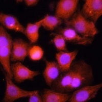Anti-PGC1 alpha Antibody