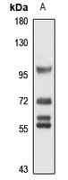 IASPP Rabbit Polyclonal Antibody