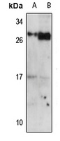 PRAP1 Antibody