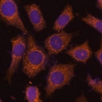 Anti-PREPL Antibody