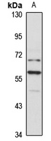 PRIM2A Rabbit Polyclonal Antibody