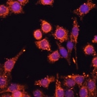 Anti-AMPK alpha 1/2 Antibody