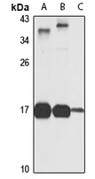 Prokineticin-2 Rabbit Polyclonal Antibody