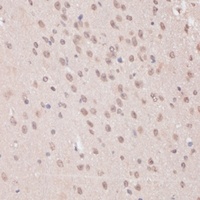 PRPF31 antibody