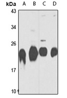 PSMB3 Antibody