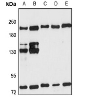 PSME4 Antibody