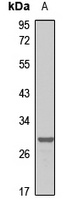 PSMG2 Antibody