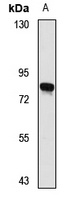 PTCD1 Antibody