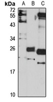 PRL1 Antibody