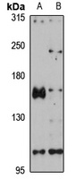 PEZ Rabbit Polyclonal Antibody