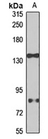 GLEPP1 Antibody