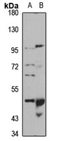 PTPRR Antibody