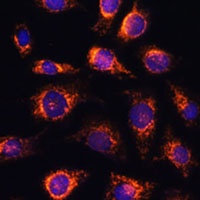 Anti-RAB1A Antibody