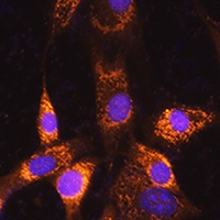 Rab L3 antibody