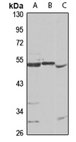 RAPsyn Rabbit Polyclonal Antibody