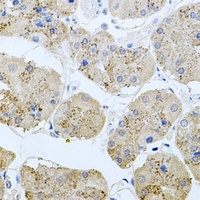 RAPsyn Rabbit Polyclonal Antibody
