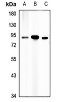 RASAL1 Rabbit Polyclonal Antibody