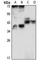 RASSF4 Antibody