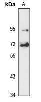 Raver1 Rabbit Polyclonal Antibody