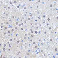 RBM39 antibody