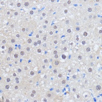 Anti-RBM39 Antibody