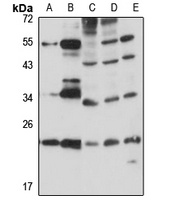 RBM8A Antibody