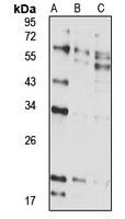 RFPL4A Antibody