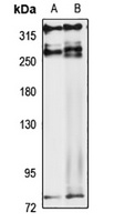 RIF1 Rabbit Polyclonal Antibody
