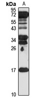 RNASE6 Antibody