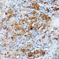 RNASE6 Antibody