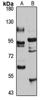 RNF10 Rabbit Polyclonal Antibody