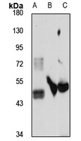 RNF149 Antibody