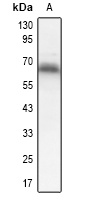Dorfin Antibody