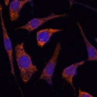 RPE antibody