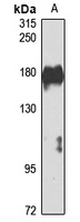 RPGRIP1 Antibody
